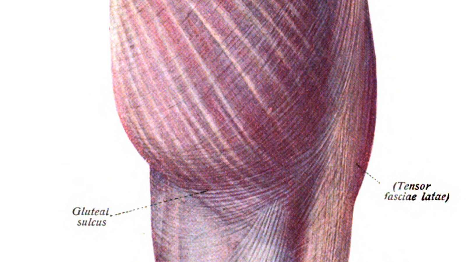 Buttock Augmentation (BBL)